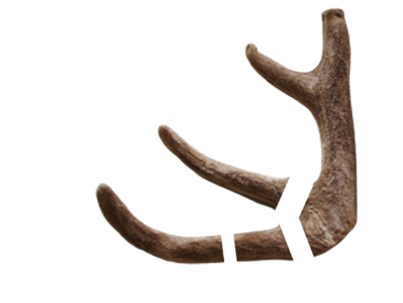 건녹용-상하대_가지-절단-아래_가지_추가_절단-removebg-preview