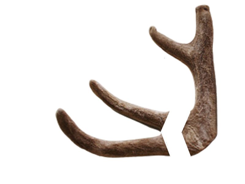 건녹용-상하대(가지-절단)