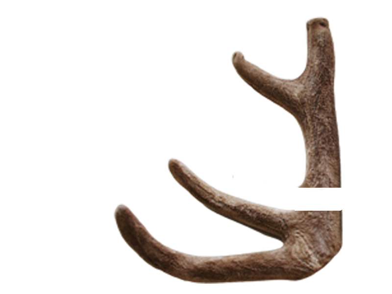 건녹용-상하대(수평-절단)